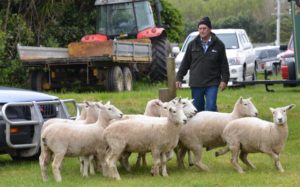sheep trials
