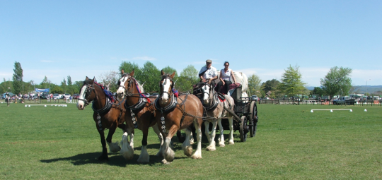 Clydesdales
