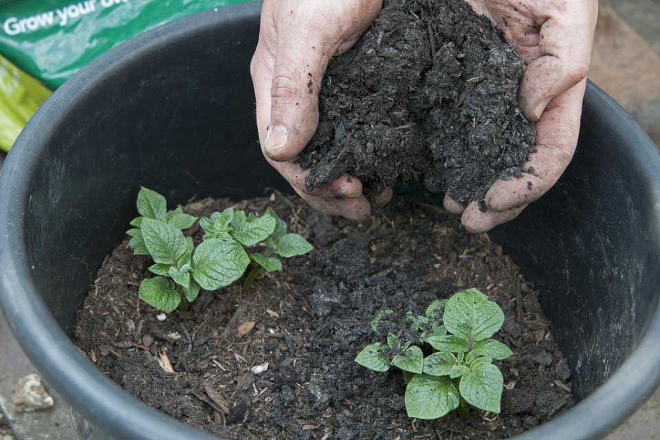 Potatoes in bucket