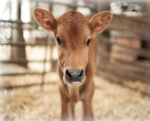 Calf and Lamb Day